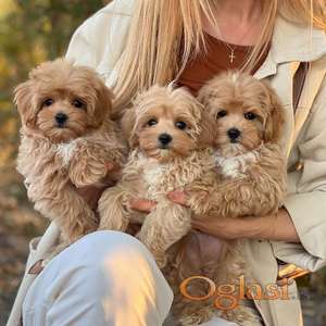 Preslatke bebe Maltipooa